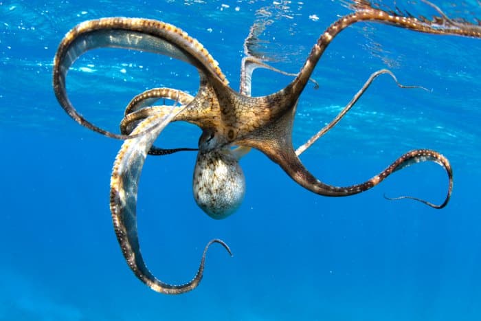 Pulpo
