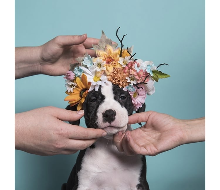 Sophie Gamand pitbulls11 culturainquieta