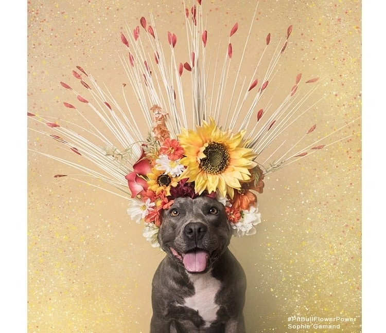 Sophie Gamand pitbulls 10 culturainquieta