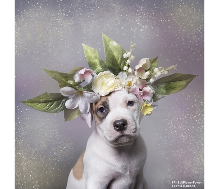 Sophie Gamand pitbulls 12 culturainquieta