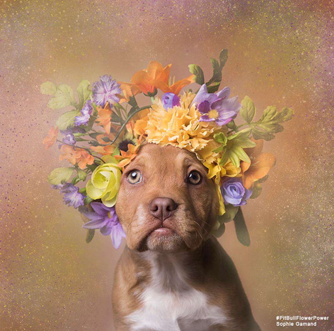 Sophie Gamand pitbulls 13 culturainquieta