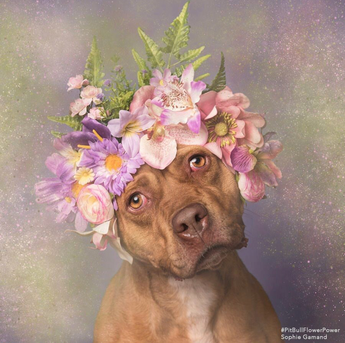 Sophie Gamand pitbulls 14 culturainquieta