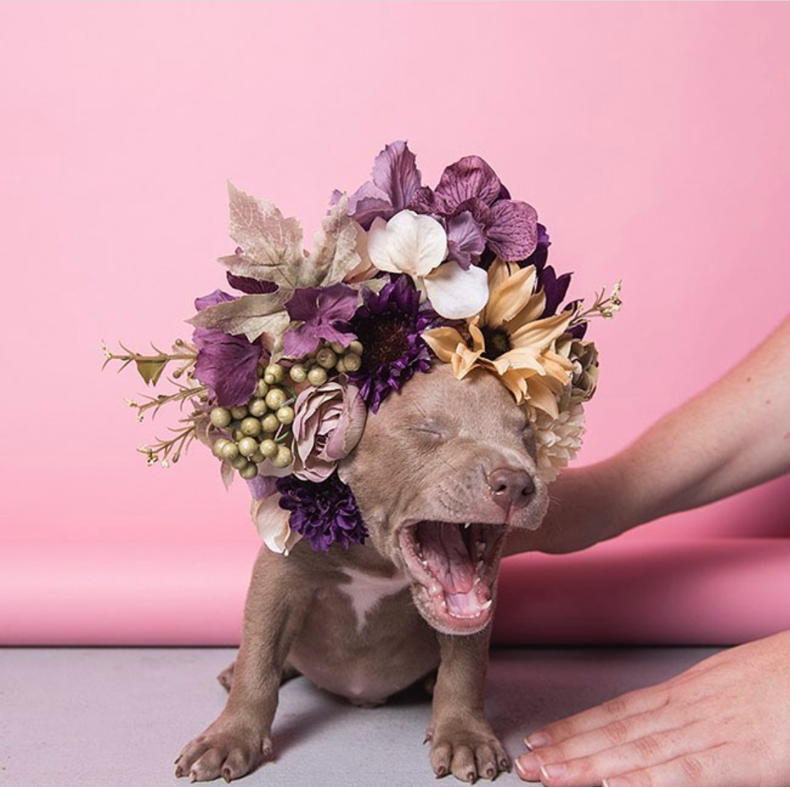 Sophie Gamand pitbulls 15 culturainquieta