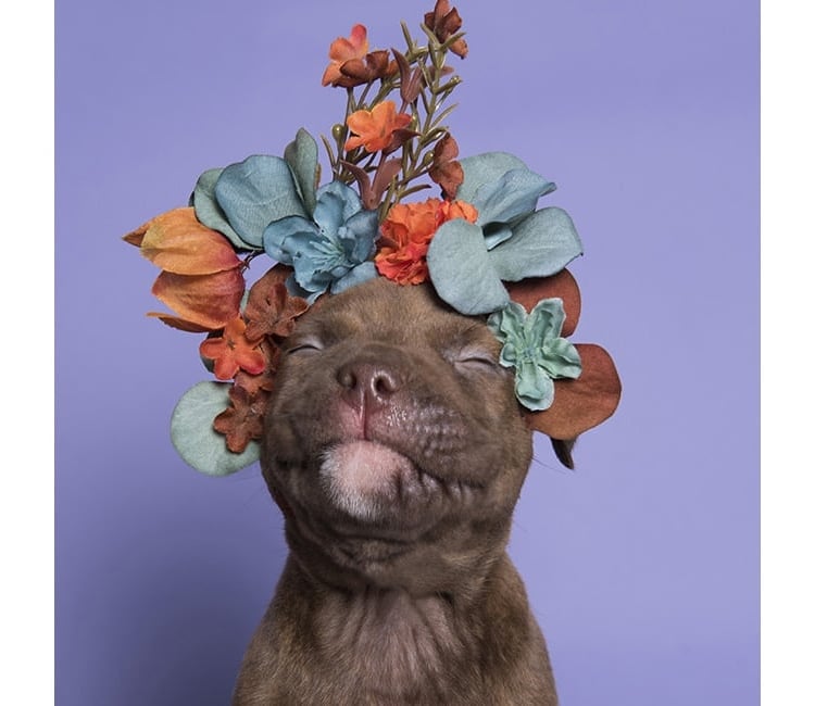 Sophie Gamand pitbulls 1 culturainquieta