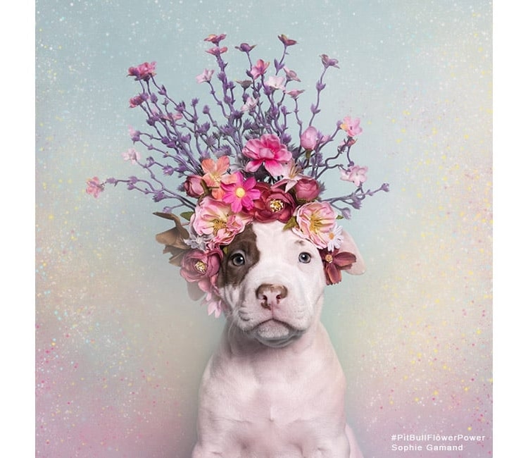 Sophie Gamand pitbulls 2 culturainquieta
