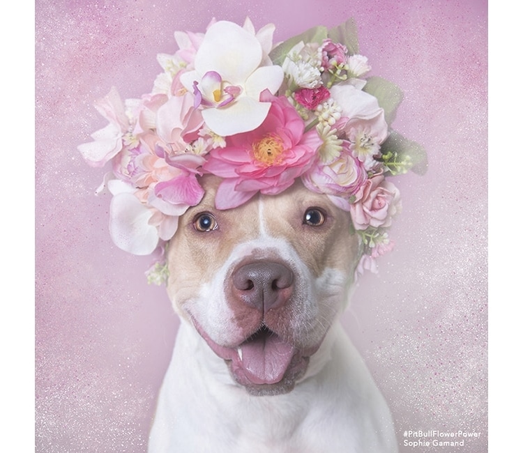 Sophie Gamand pitbulls 3 culturainquieta