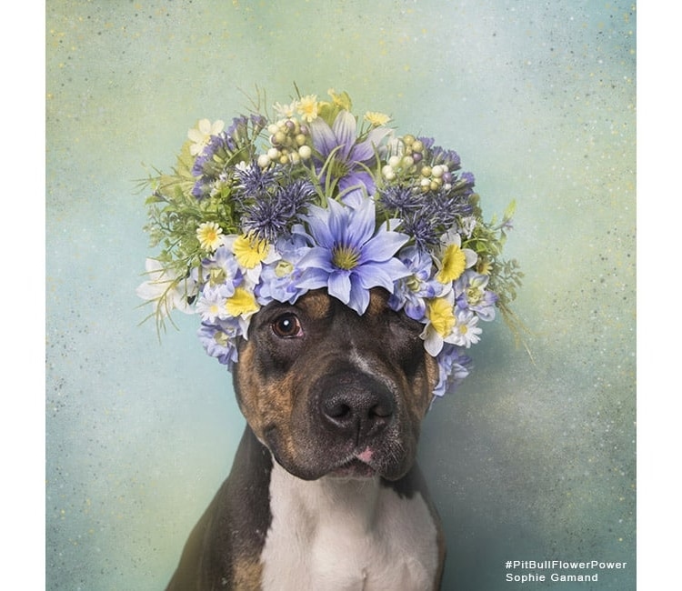 Sophie Gamand pitbulls 4 culturainquieta