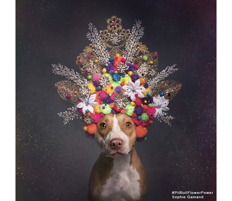 Sophie Gamand pitbulls 5 culturainquieta