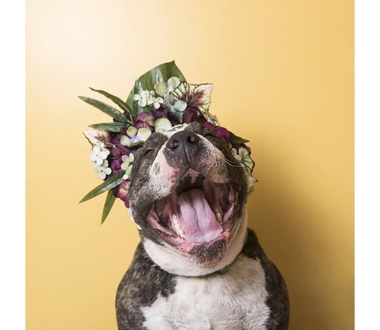 Sophie Gamand pitbulls 6 culturainquieta