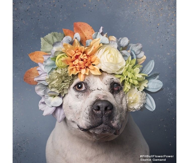 Sophie Gamand pitbulls 7 culturainquieta