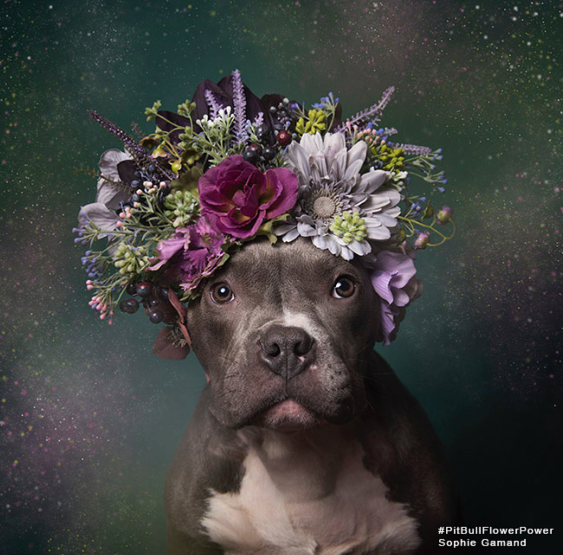 Sophie Gamand pitbulls 8 culturainquieta