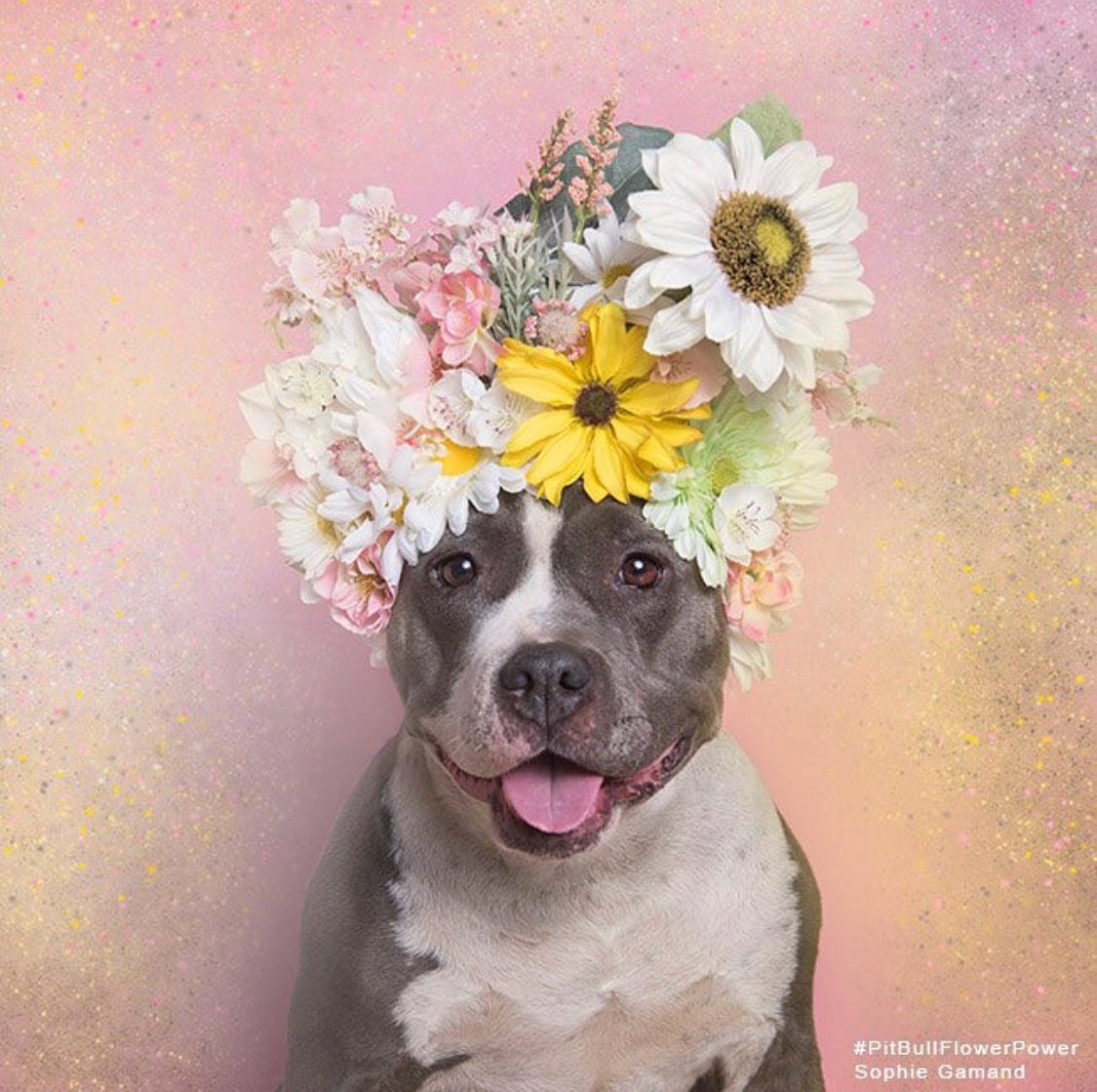 Sophie Gamand pitbulls 9 culturainquieta