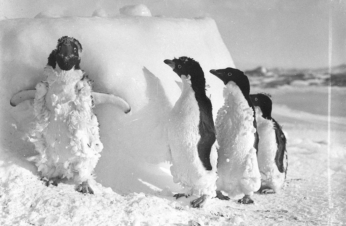 expedicion antartica australasica 16