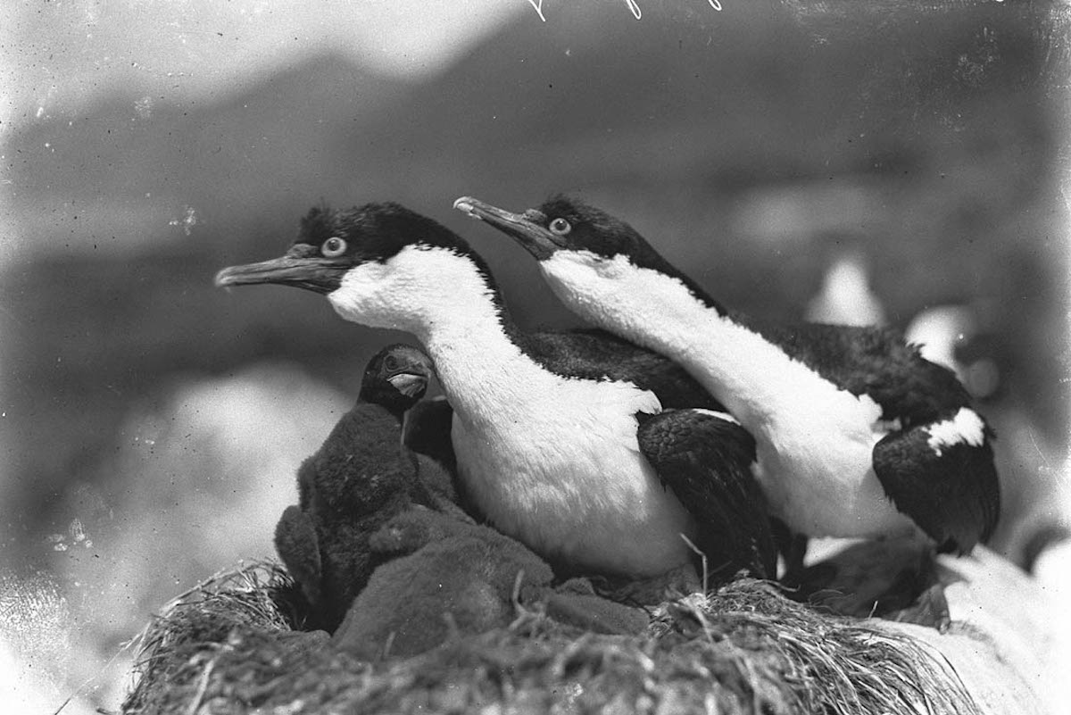 expedicion antartica australasica 18