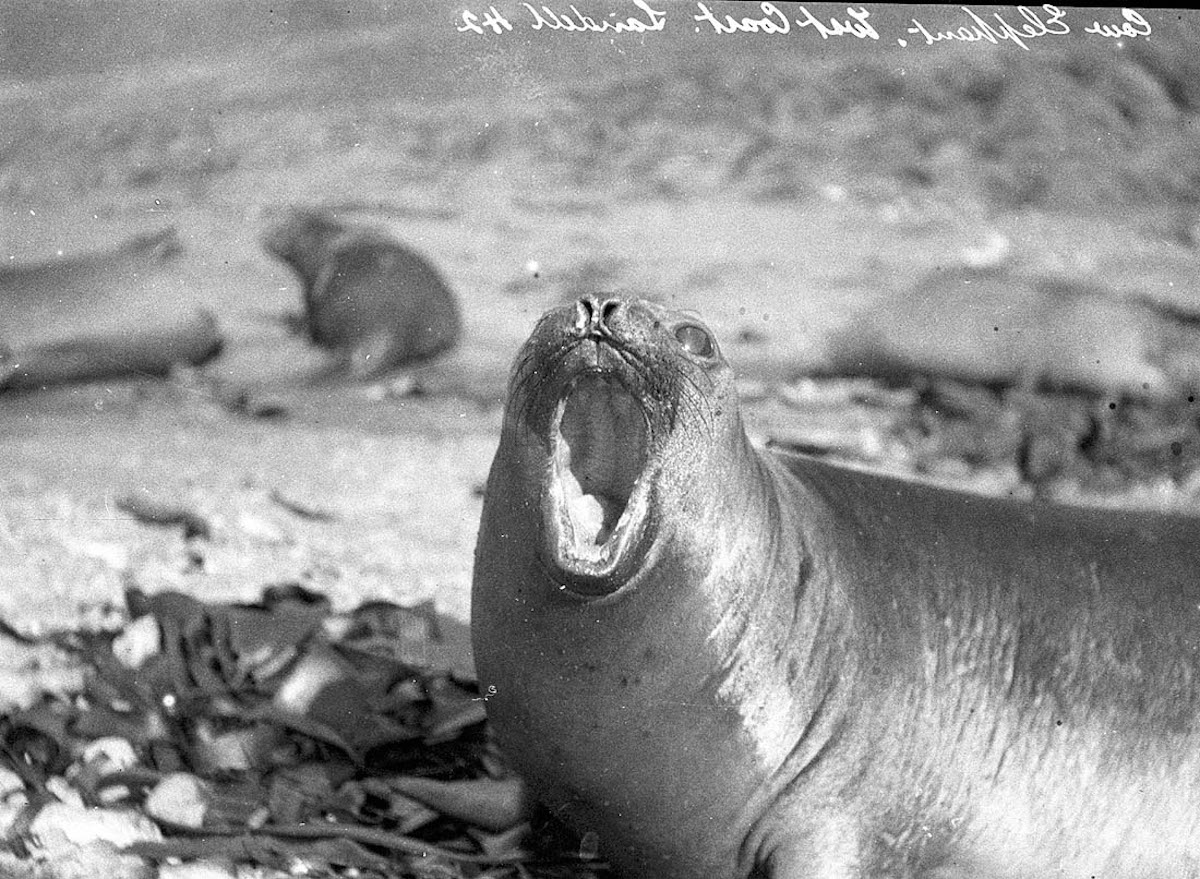 expedicion antartica australasica 23