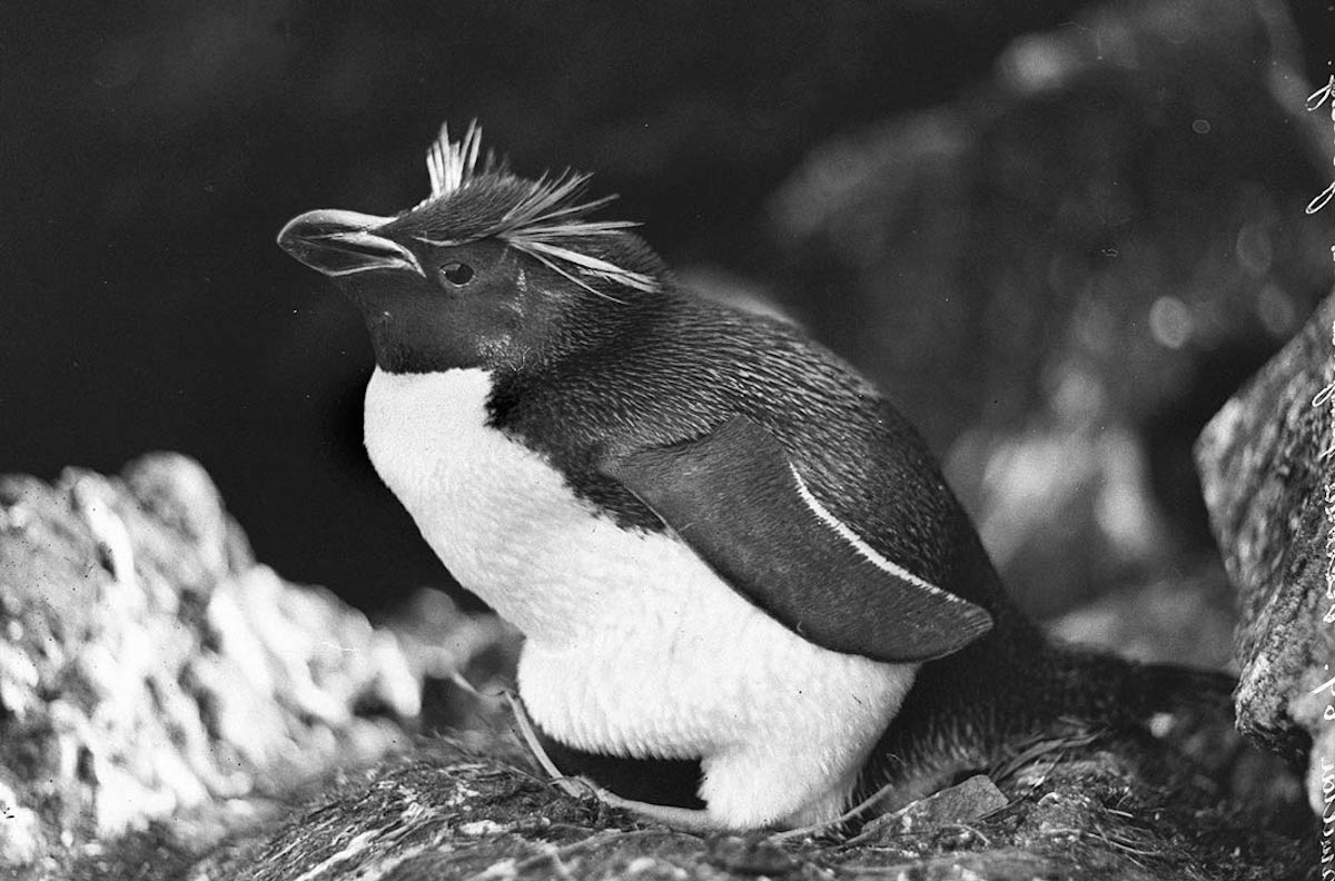 expedicion antartica australasica 26