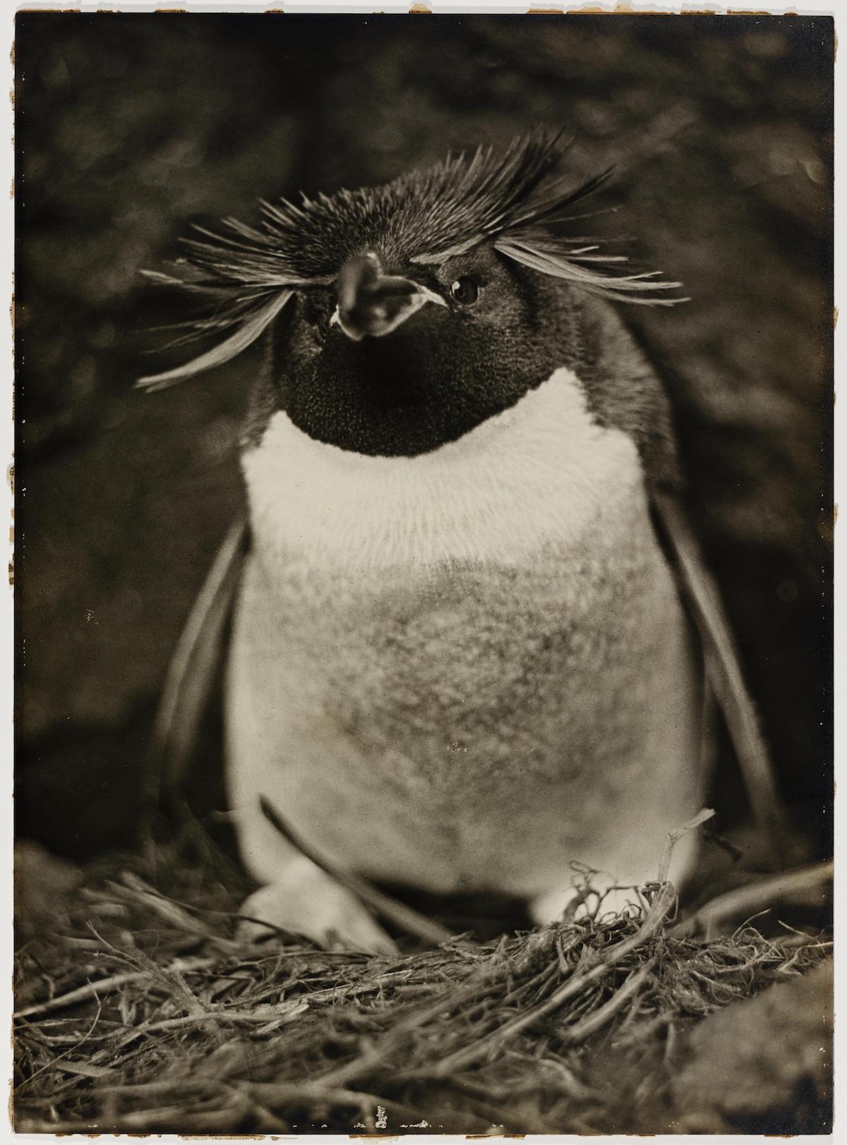 expedicion antartica australasica 29