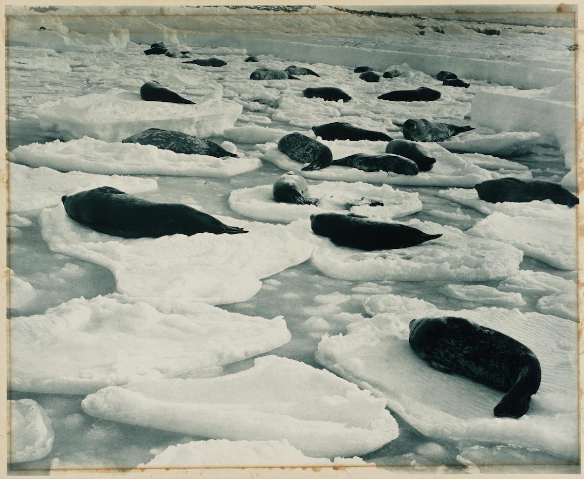expedicion antartica australasica 31