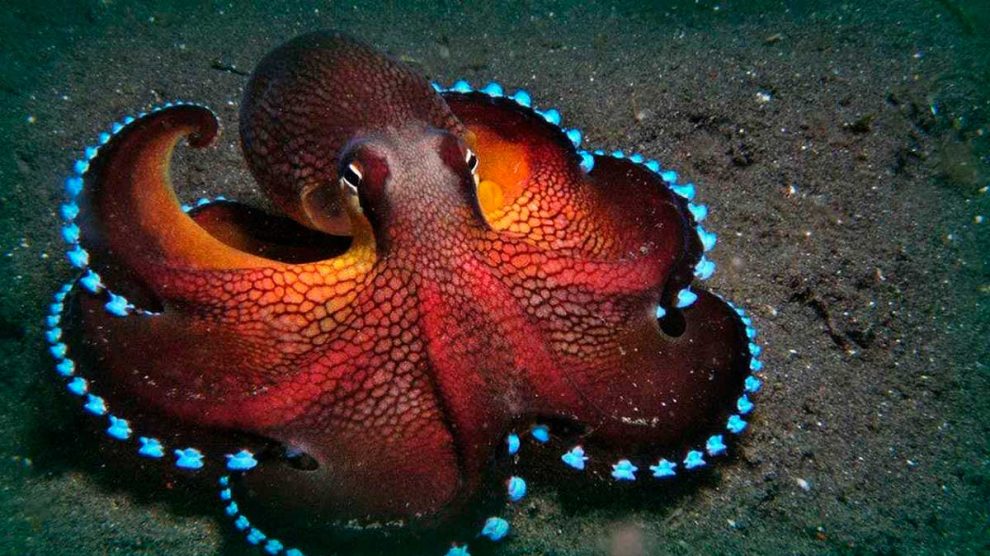 pulpo 1 990x556