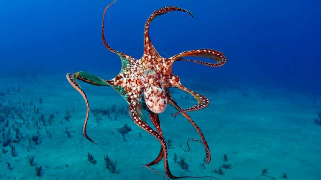 pulpo 2 culturainquieta