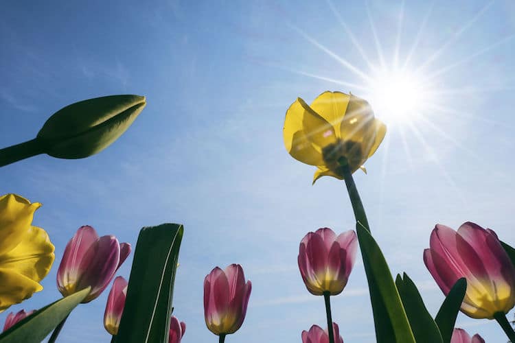 temporada tulipanes 10