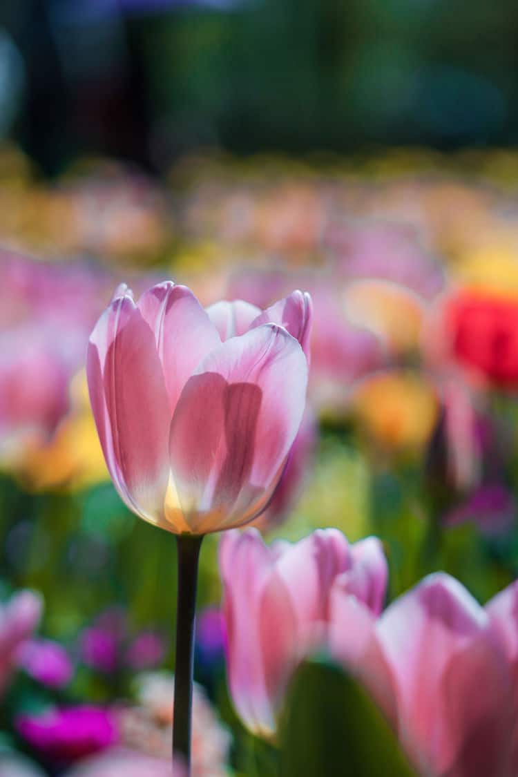 temporada tulipanes 4