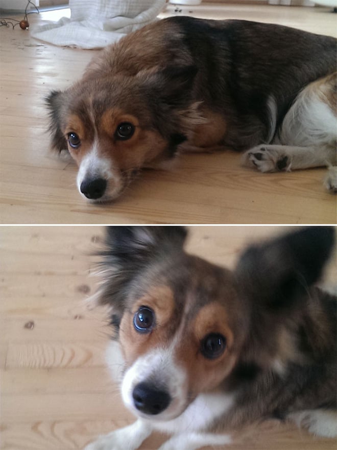Pets BeforeAndAfter GoodBoy 10 culturainquieta