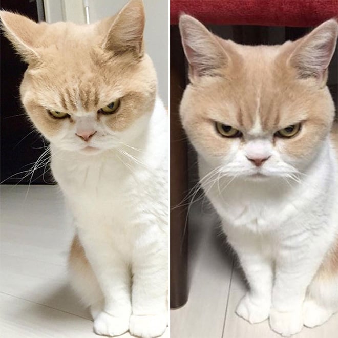 Pets BeforeAndAfter GoodBoy 12 culturainquieta