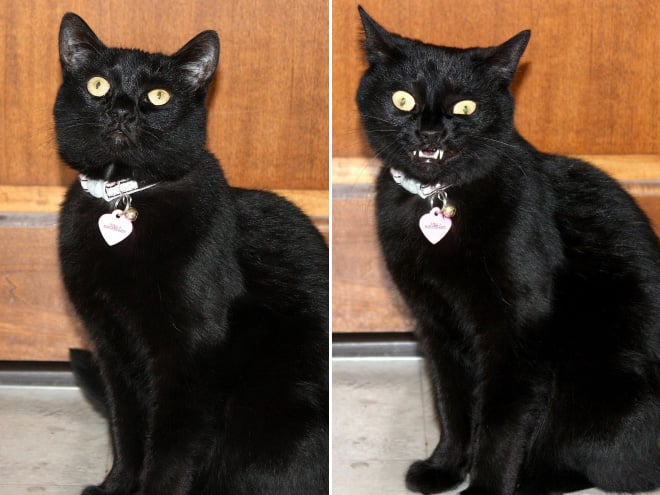 Pets BeforeAndAfter GoodBoy 13 culturainquieta