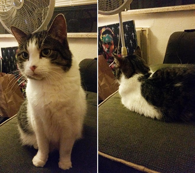 Pets BeforeAndAfter GoodBoy 14 culturainquieta