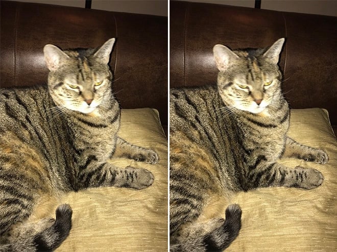 Pets BeforeAndAfter GoodBoy 15 culturainquieta