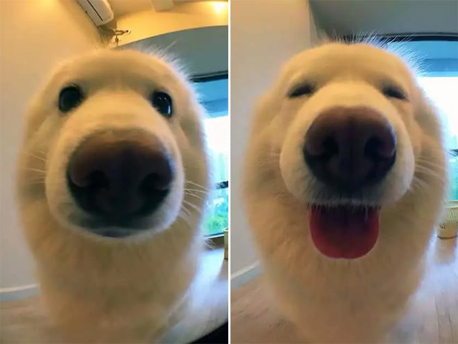 Pets BeforeAndAfter GoodBoy 1 culturainquieta