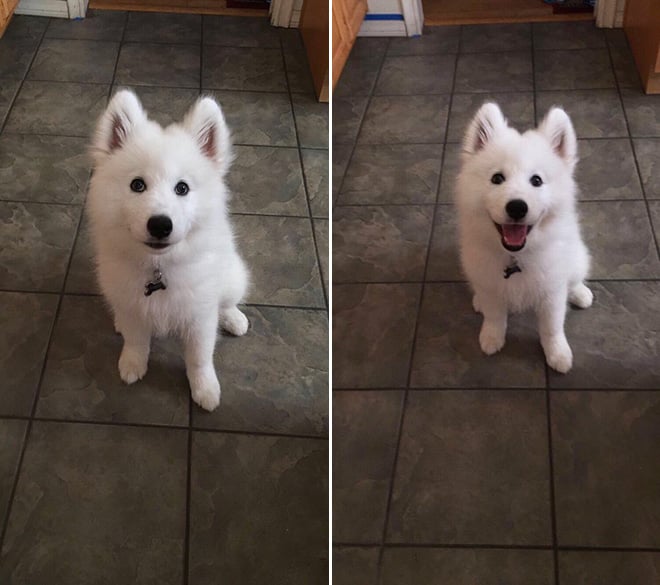 Pets BeforeAndAfter GoodBoy 2 culturainquieta