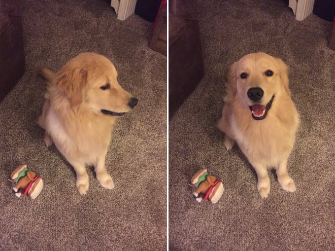 Pets BeforeAndAfter GoodBoy 3 culturainquieta