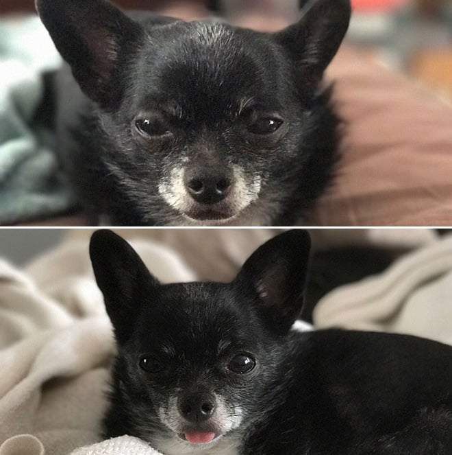Pets BeforeAndAfter GoodBoy 4 culturainquieta