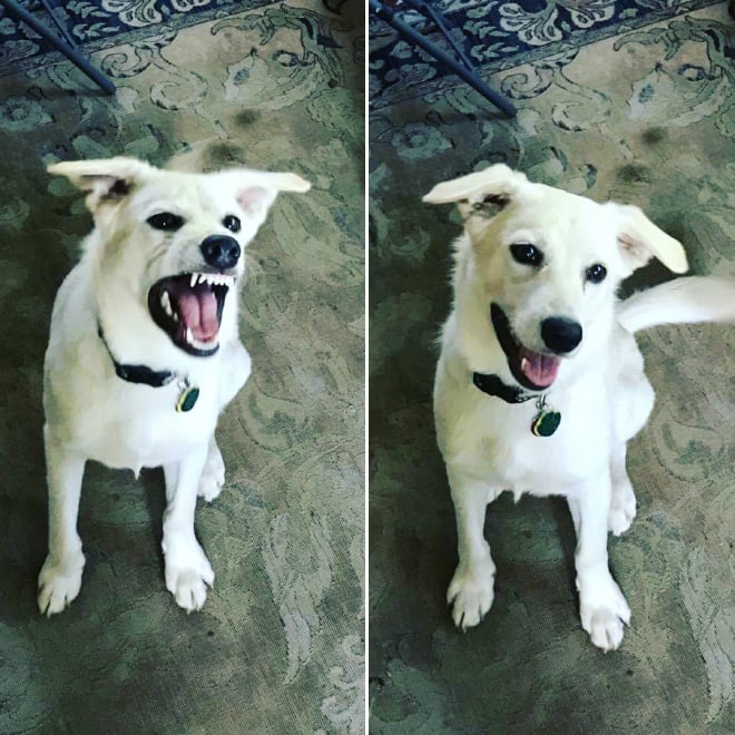 Pets BeforeAndAfter GoodBoy 5 culturainquieta