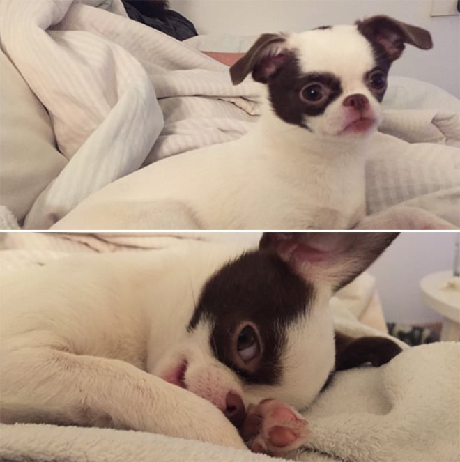 Pets BeforeAndAfter GoodBoy 6 culturainquieta