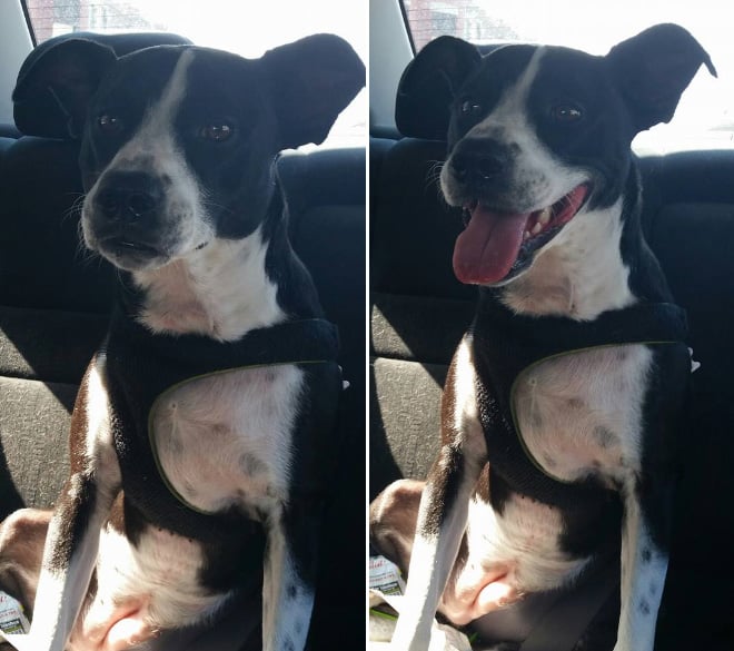 Pets BeforeAndAfter GoodBoy 7 culturainquieta