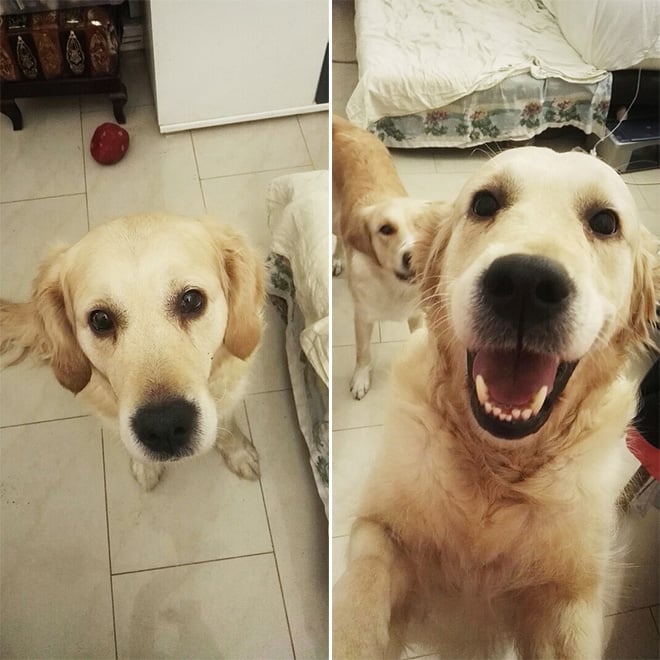 Pets BeforeAndAfter GoodBoy 8 culturainquieta
