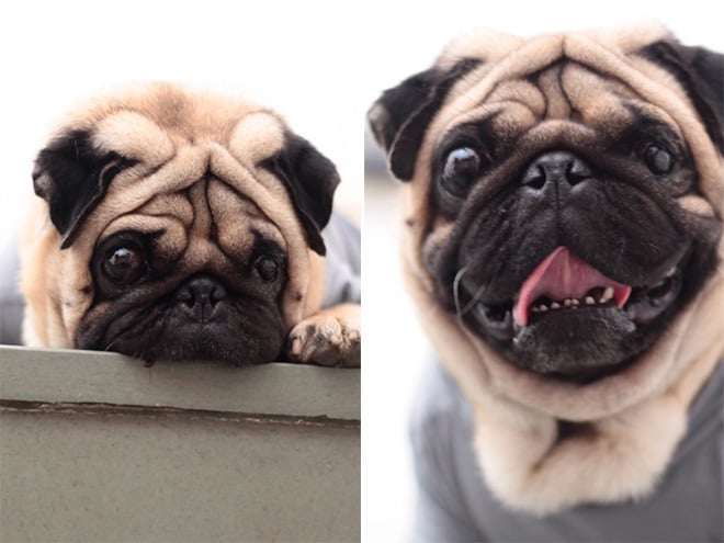 Pets BeforeAndAfter GoodBoy 9 culturainquieta