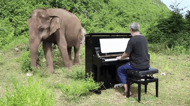 Pianist Blind Elephant 1 Tailandia