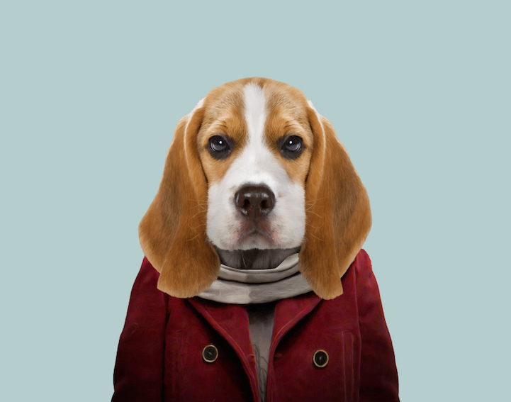 Yago Partal 10 animal portraits culturainquieta