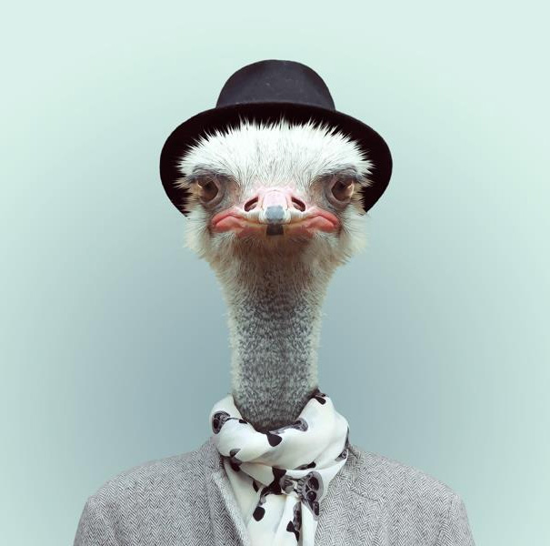 Yago Partal 6 animal portraits culturainquieta