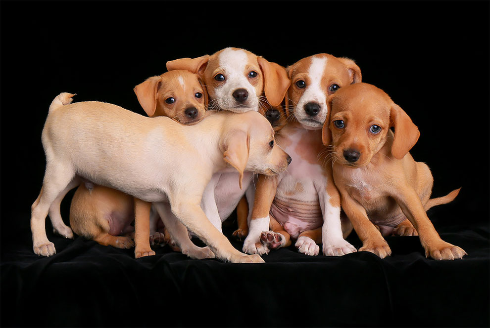 fotoperro UK 11