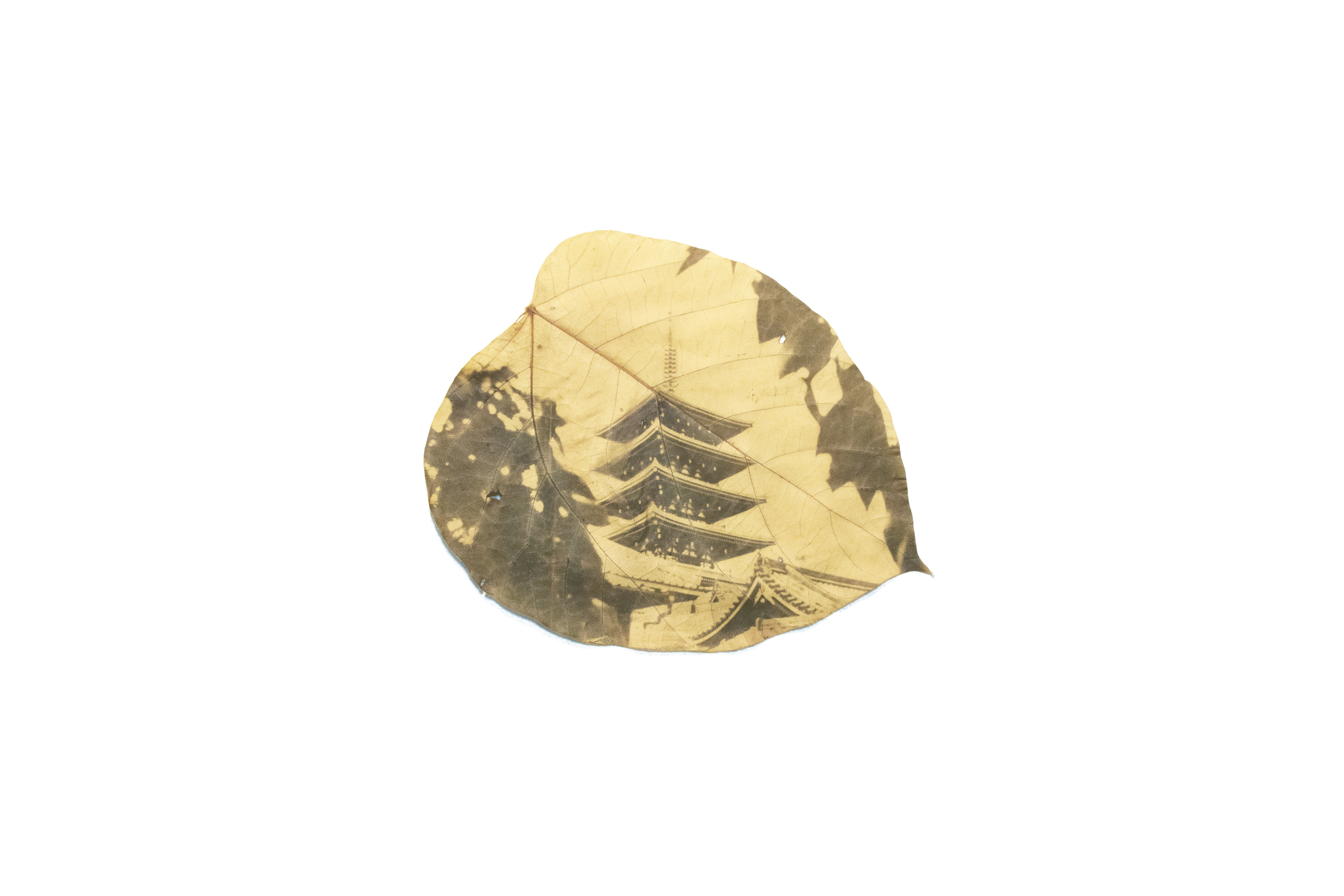 miro.chiba