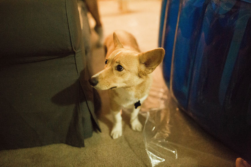 perroparto culturainquieta6