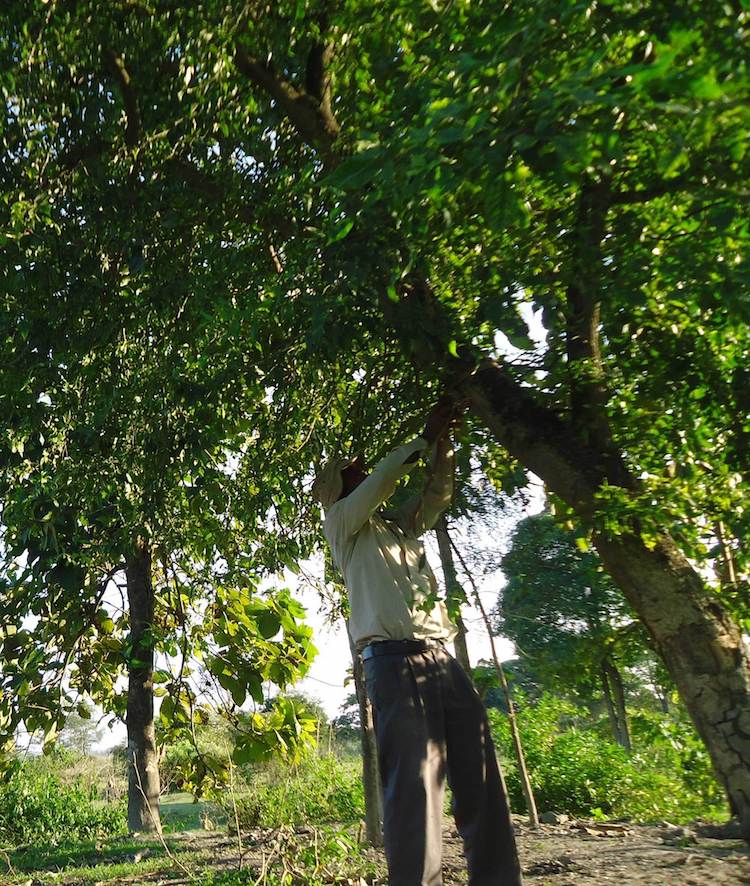 Jadav Payeng 3 el hombre bosque India ecología historia