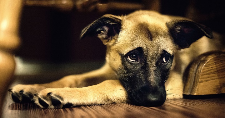 Los perros 2 entienden lo que se les dice mascotas ciencia cognitivo