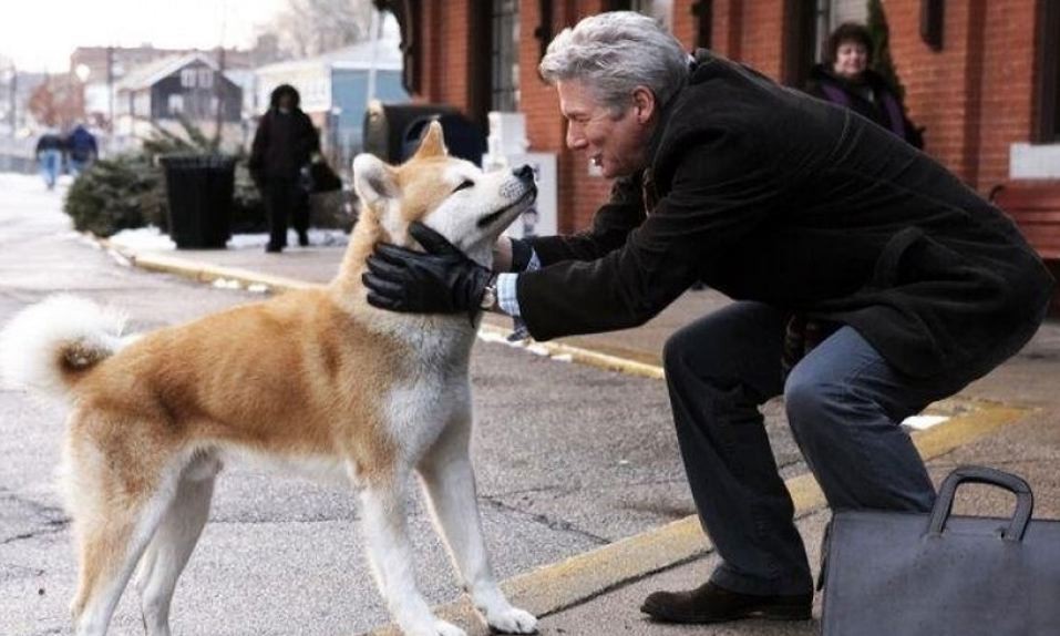Los perros 4 entienden lo que se les dice mascotas ciencia cognitivo