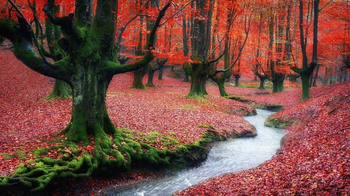 Hayedo de Otzarreta, Vizcaya. Un paisaje mágico que parece salido de un cuento